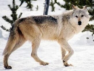 gray wolf