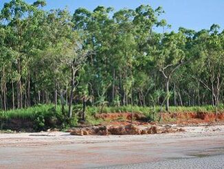 Weipa woods