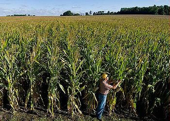 corn field