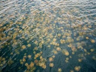 jellyfish bloom