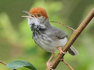 Cambodian tailorbird