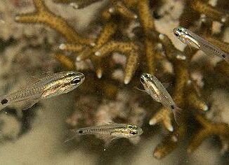 cardinal fish
