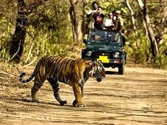 tiger, tourists