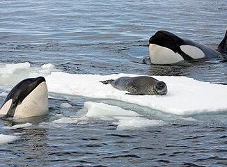 killer whales, seal