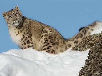 snow leopard
