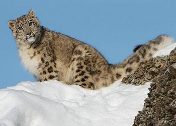 snow leopard