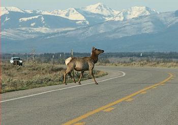 elk