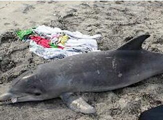 stranded dolphin