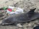 stranded dolphin