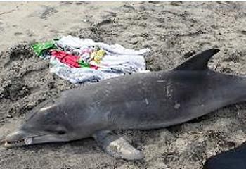 stranded dolphin