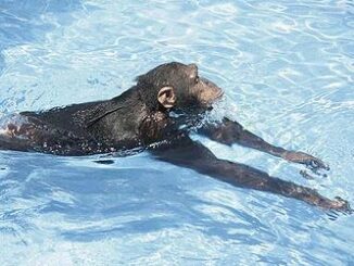 chimp swims
