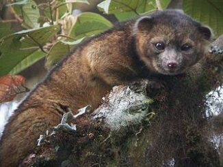 olinguito
