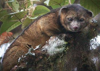 olinguito