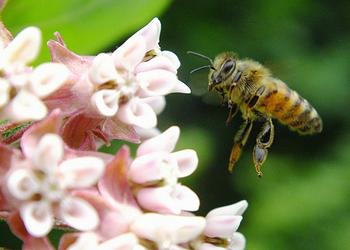 bee and flowers