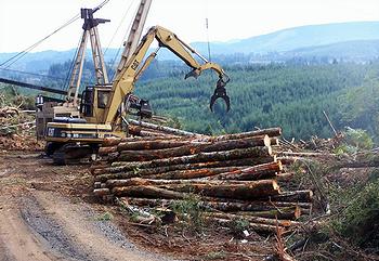 logging