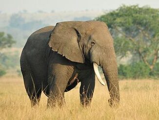 elephant