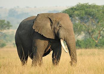 elephant