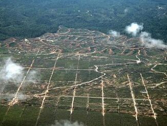 oil palm expansion