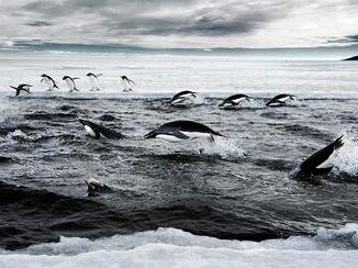 penguins