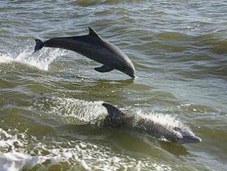 dolphins