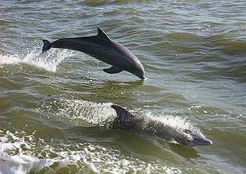 dolphins