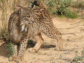 Iberian lynx