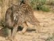 Iberian lynx