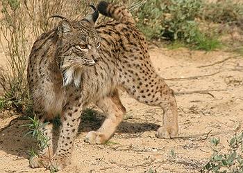 Iberian lynx