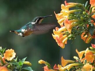 hummingbird