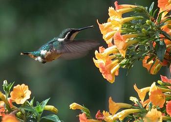 hummingbird