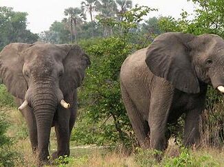 elephants
