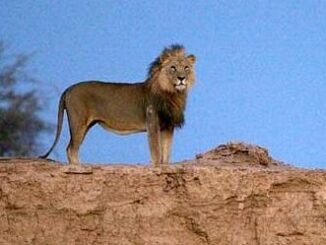 lion