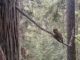 forest, owl
