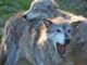 wolves