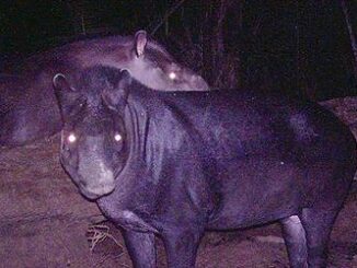 tapirs