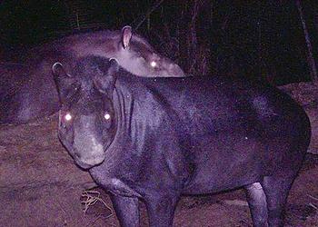 tapirs