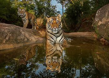 tigers