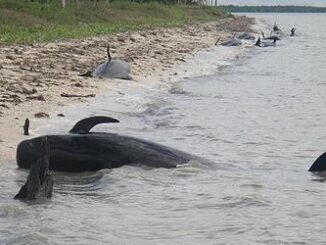 stranded whales
