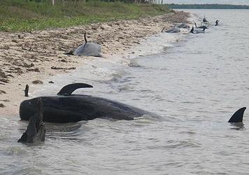 stranded whales