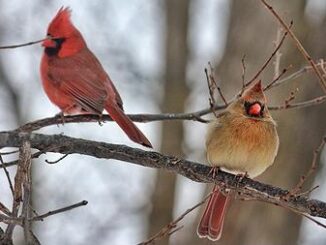 cardinals