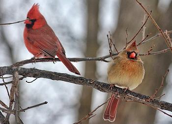 cardinals