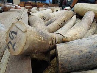 elephant ivory