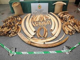 confiscated ivory