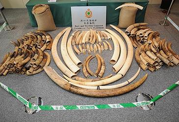 confiscated ivory