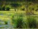 wetland