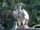 Capte vulture