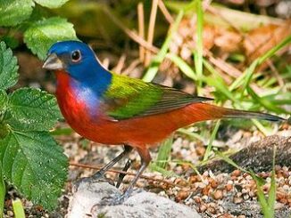 painted bunting