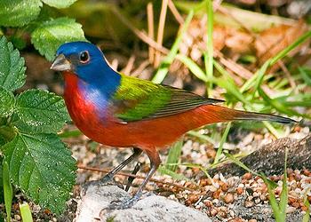 painted bunting