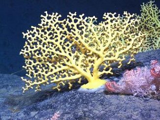 yellow coral