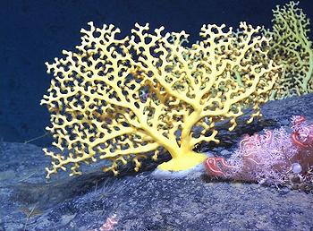 yellow coral